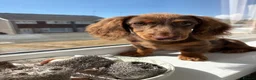 Miniature Dachshund dogs for sale: chocolate & tan longhair miniature dachshund  in Plymouth - Advert 8