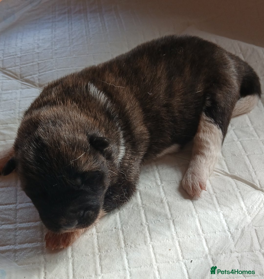 Akita dogs for sale: Japanese  aktia  puppies  born 3rd of September  - Image 4