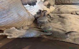 British Shorthair cats for sale: British Shorthair kittens  - Image 6