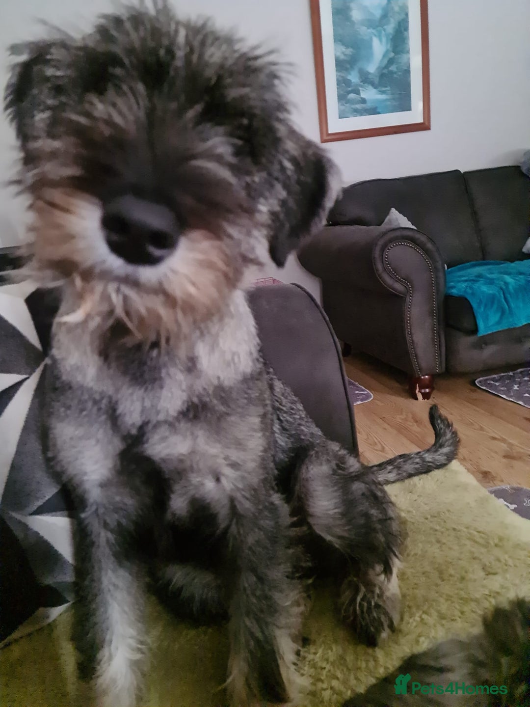 Schnauzer dogs for sale: STANDARD SCHNAUZER PUUPY - Image 3