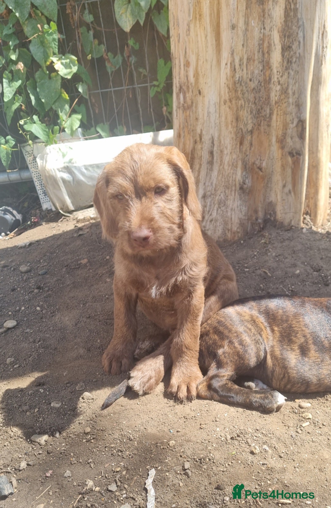 Mixed Breed dogs for sale: ADORABLE puppies  - Image 2