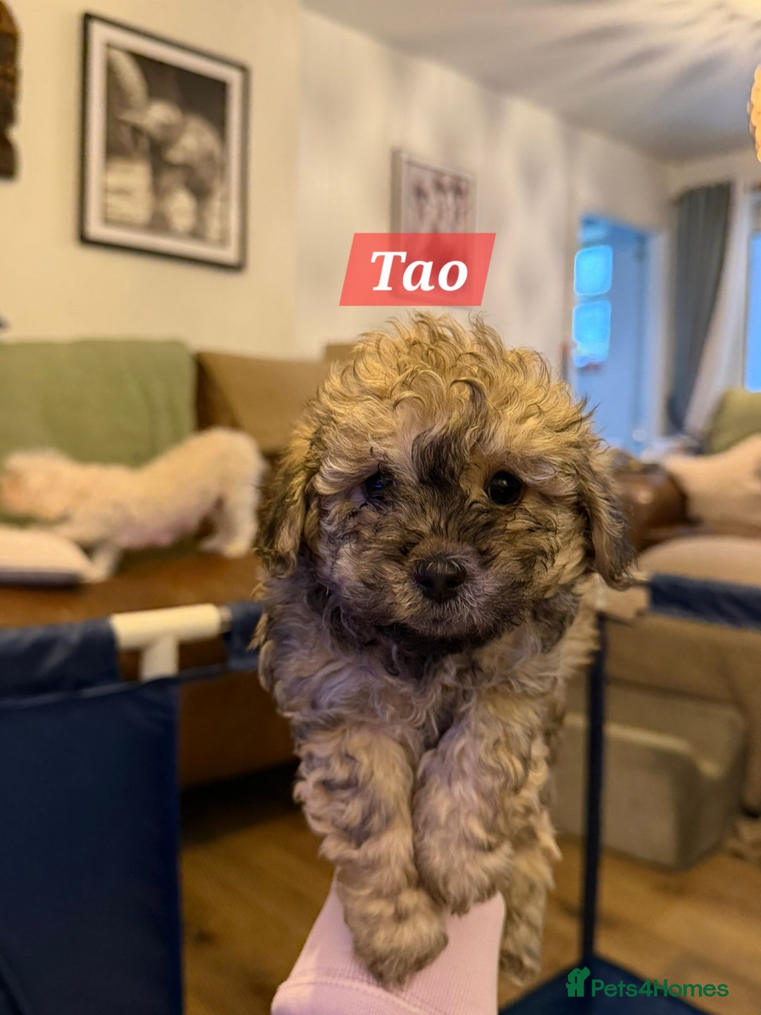 Maltipoo dogs for sale: Multipoo - Advert 9