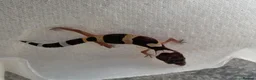 Gecko reptiles for sale: Lepord gekos black night x tangerine babys in Tiverton - Advert 7