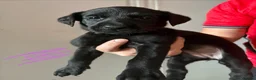 Labrador Retriever dogs for sale: Fully jet black Labrador pups for sale in Huddersfield - Advert 4