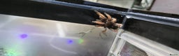 Tarantulas invertebrates for sale: TARANTULA COLLECTION FOR SALE - Advert 7