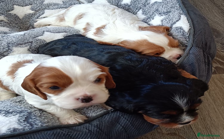 Cavalier King Charles Spaniel dogs - Advert 8
