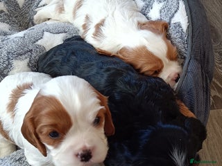 Cavalier King Charles Spaniel dogs - Advert 9