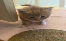 Domestic Shorthair cats for sale: Ginger & white kittens - Image 9