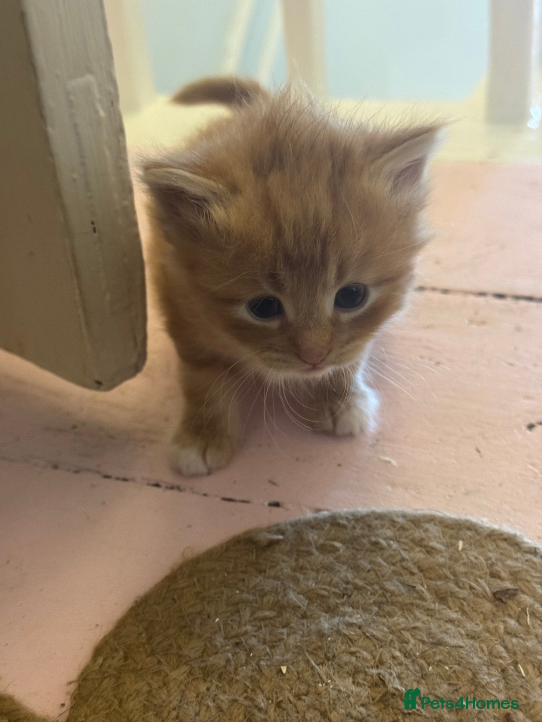 Domestic Shorthair cats for sale: Ginger & white kittens - Image 9