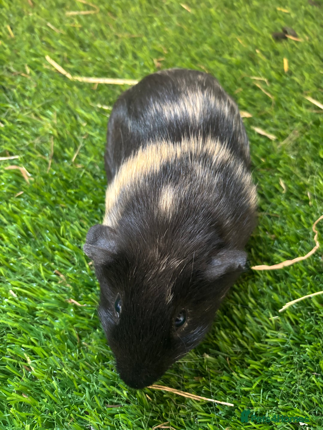 Guinea Pig rodents for sale: Sad Sale  - Advert 4