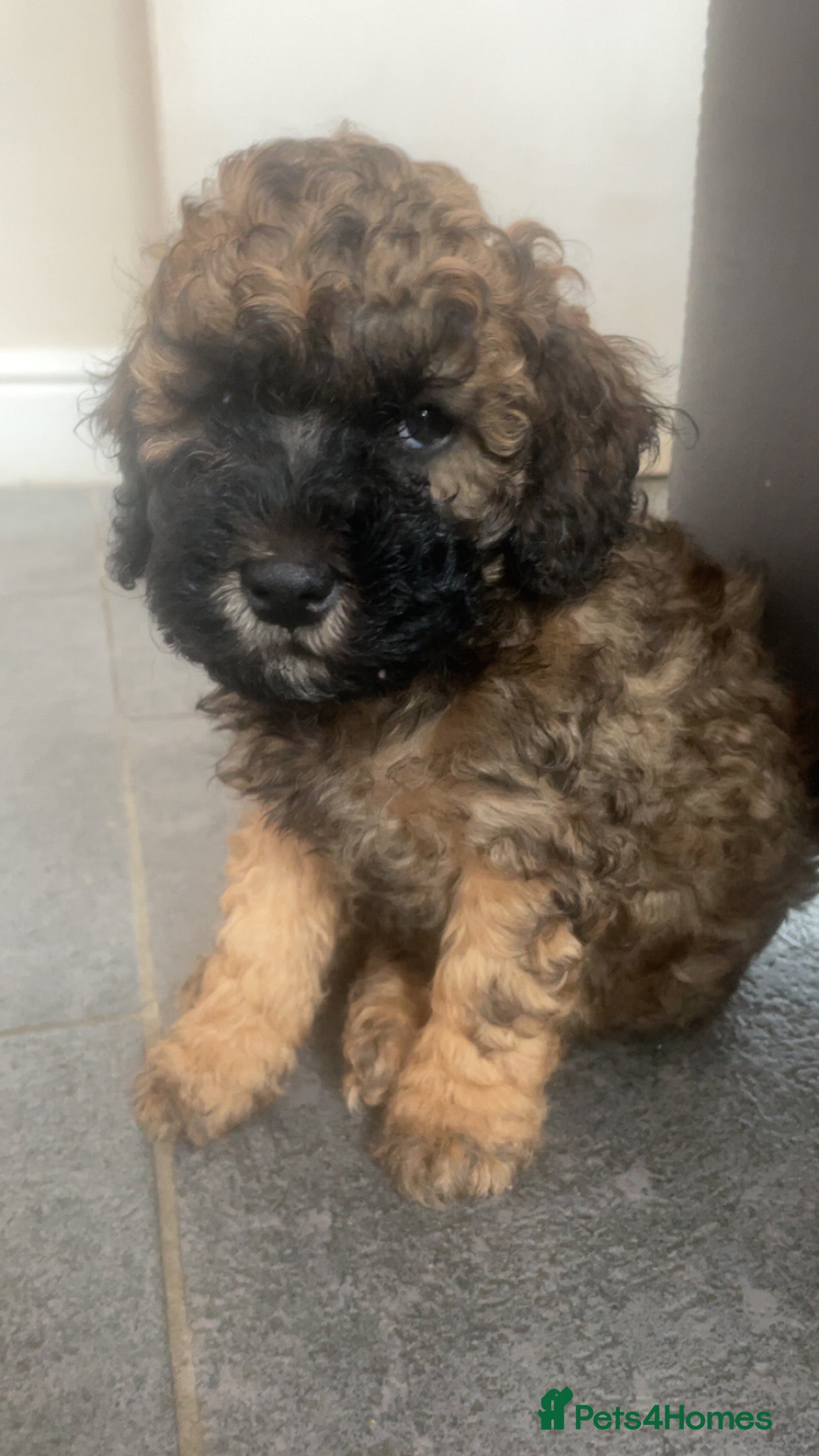 Poochon dogs for sale: Ready to leave NOW poochons🐶❤️ - Advert 18