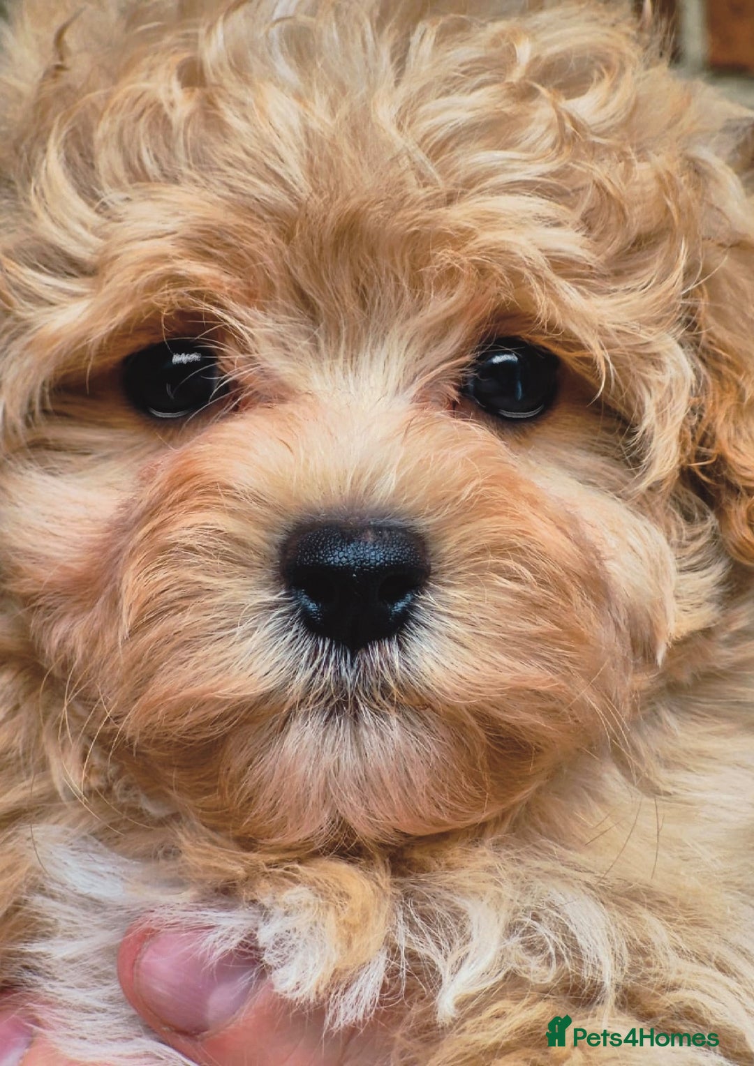 Maltipoo dogs for sale: Amazing Korean/English Teddy bear Maltipoo Puppies - Image 10
