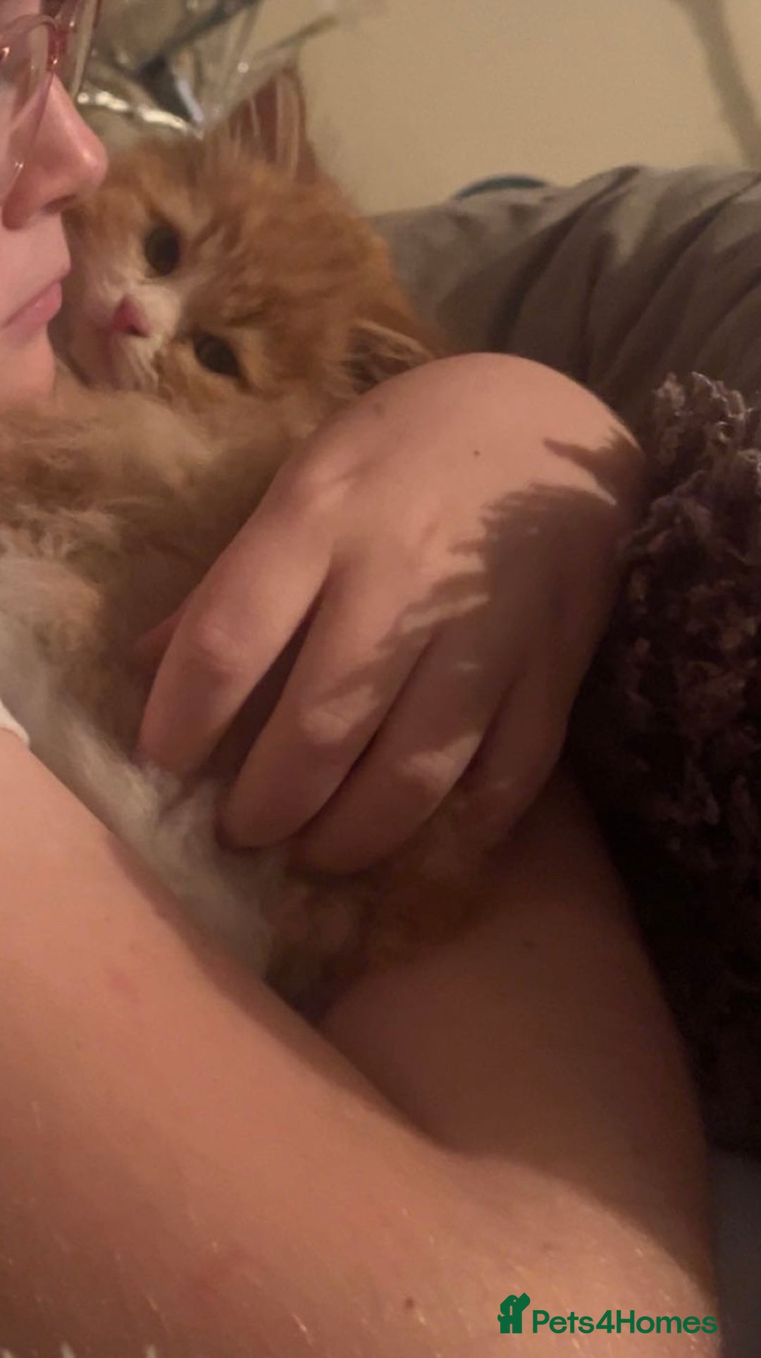 RagaMuffin cats for sale: Gorgeous long haired female  - Image 3