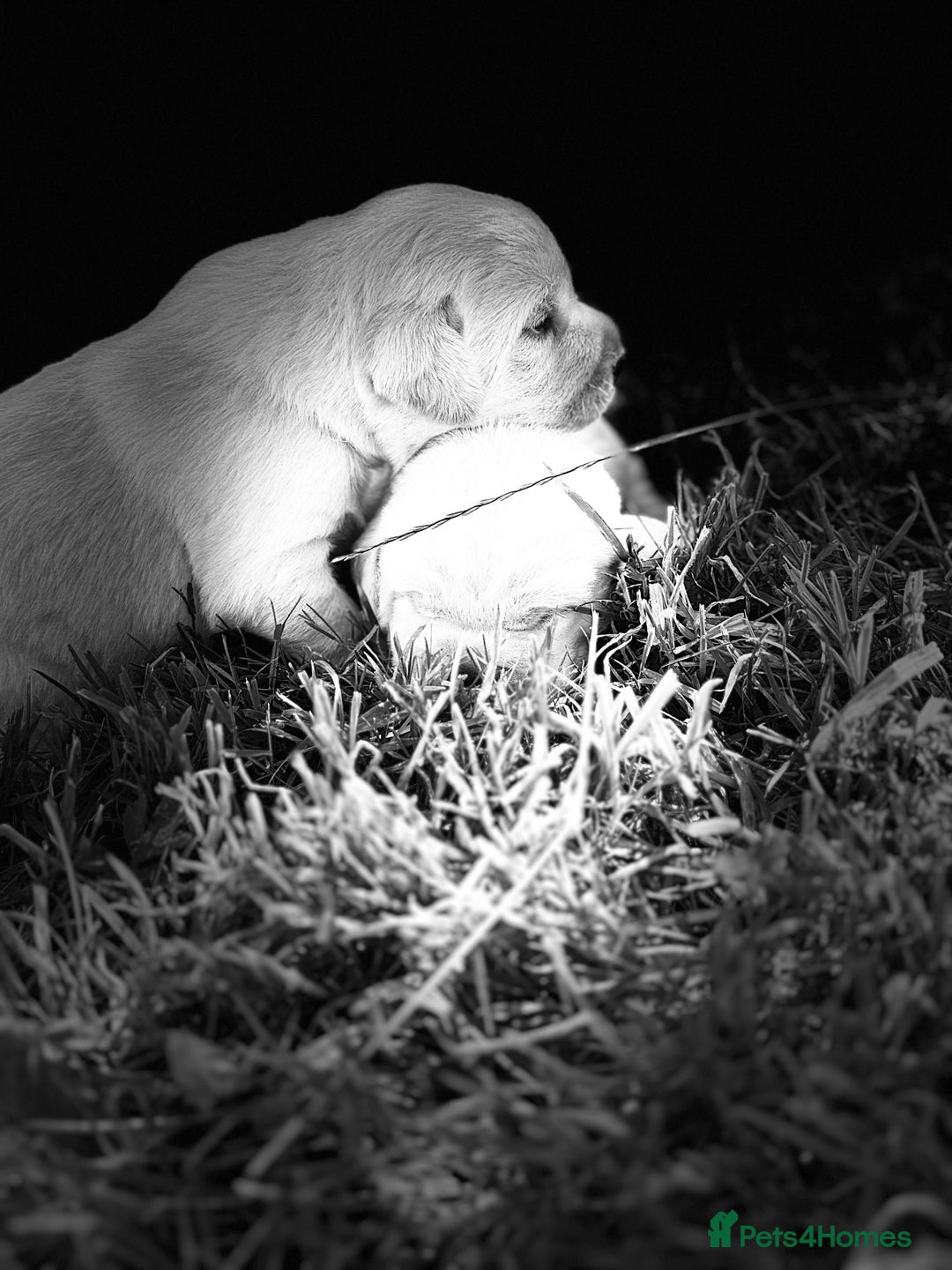 Labrador Retriever dogs for sale: KC health tested Labrador Pups  - Image 7