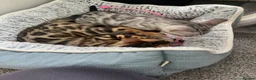 Bengal cats for sale: LAST THREE Ready now GCCF REGISTERED  - Advert 15