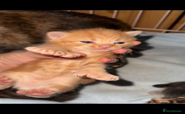 Mixed Breed cats - Advert 2