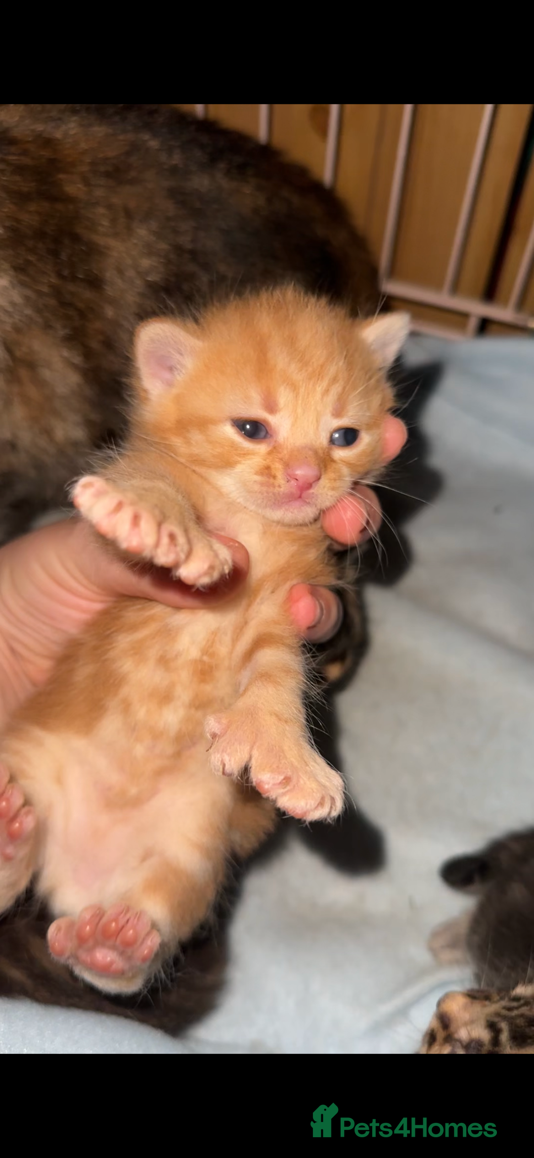 Mixed Breed cats for sale: Kittens, stunning litter of fur babies  - Image 1