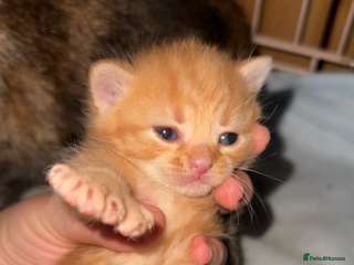 Mixed Breed cats - Advert 16