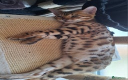 Bengal cats for sale: Pure Bengal kittens  in Cheltenham - Image 7