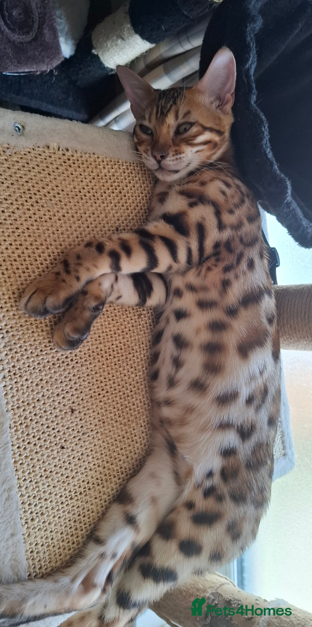 Bengal cats for sale: Pure Bengal kittens  in Cheltenham - Image 7