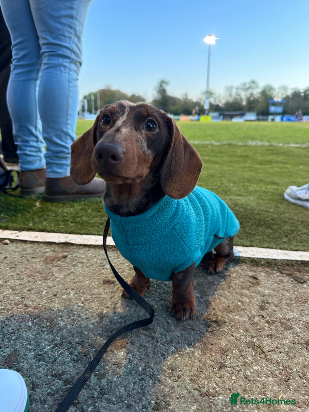 Miniature Dachshund dogs for sale: Otto  - Advert 19