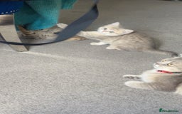 British Shorthair cats for sale: BSH beautiful kittens for sale  in Wigston - Image 13
