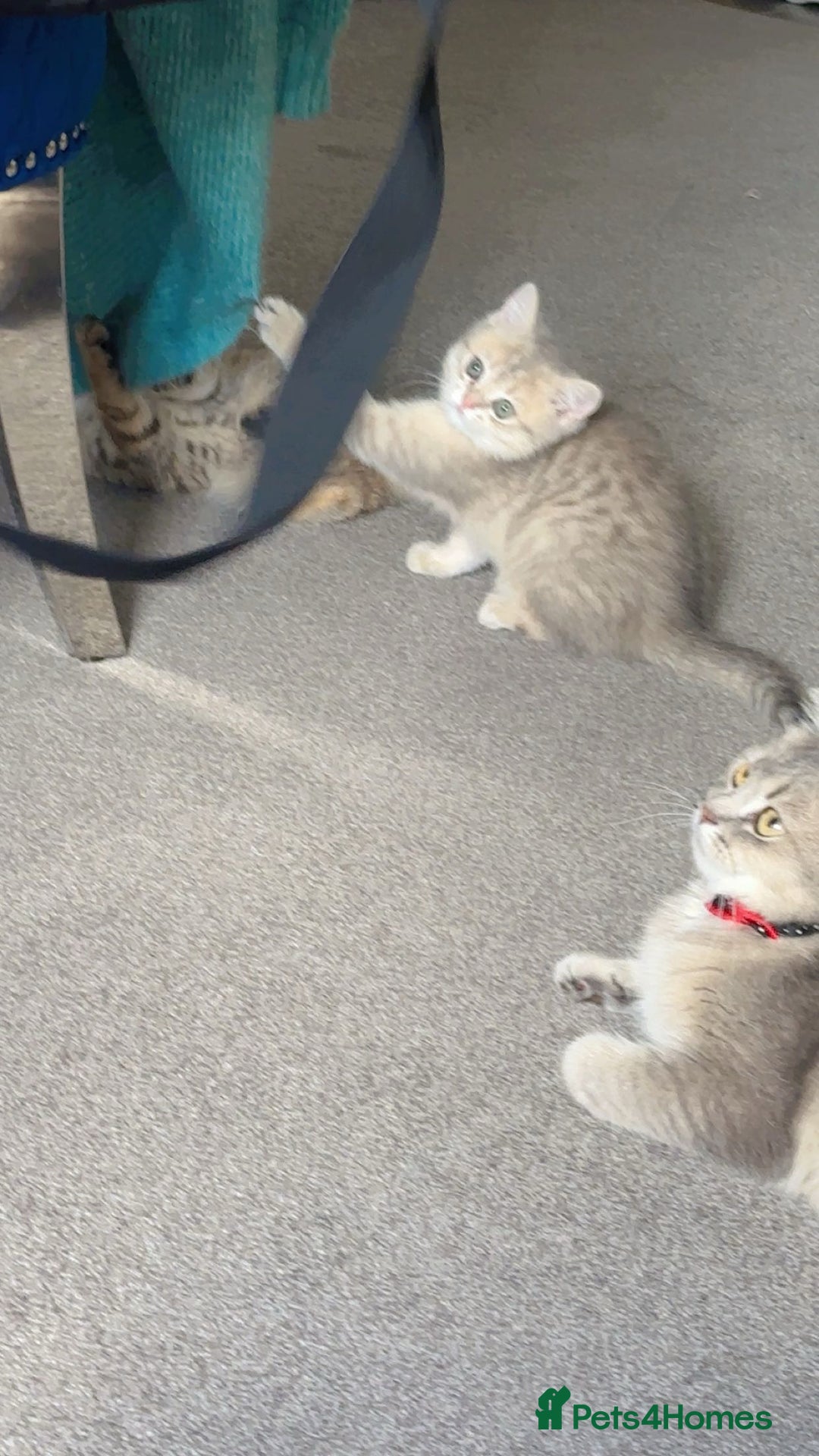 British Shorthair cats for sale: BSH beautiful kittens for sale  in Wigston - Image 13