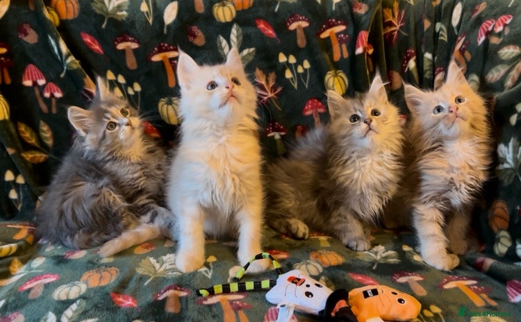 Maine Coon cats - Advert 1