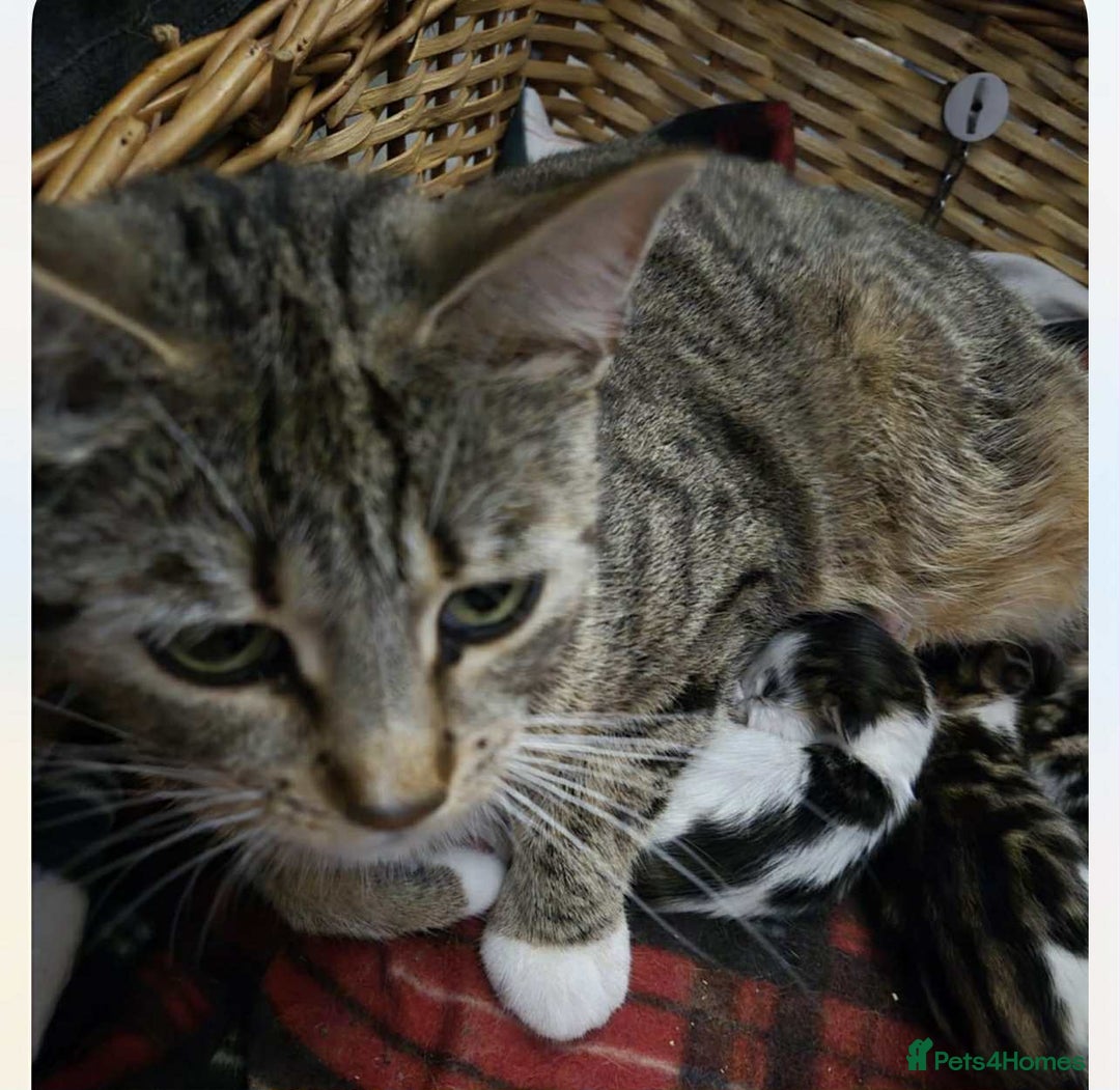 Mixed Breed cats for sale: Bengal/Maine Coone Cross - Image 5