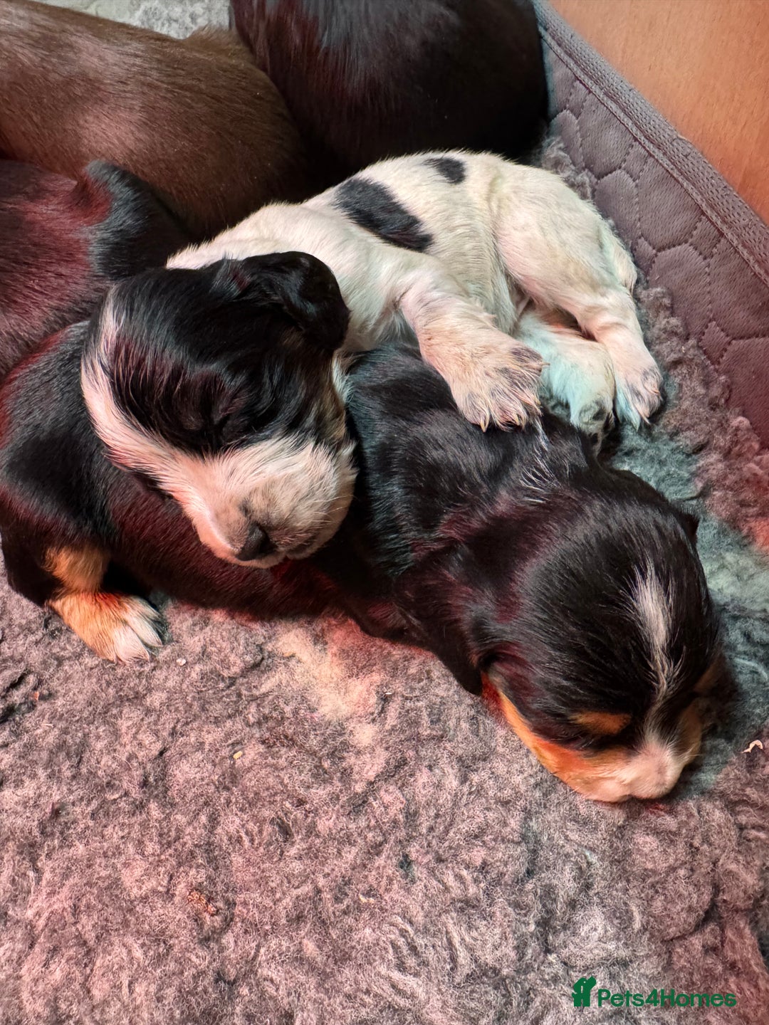 Cocker Spaniel dogs for sale: Working Cocker Spaniel Puppies - Advert 15