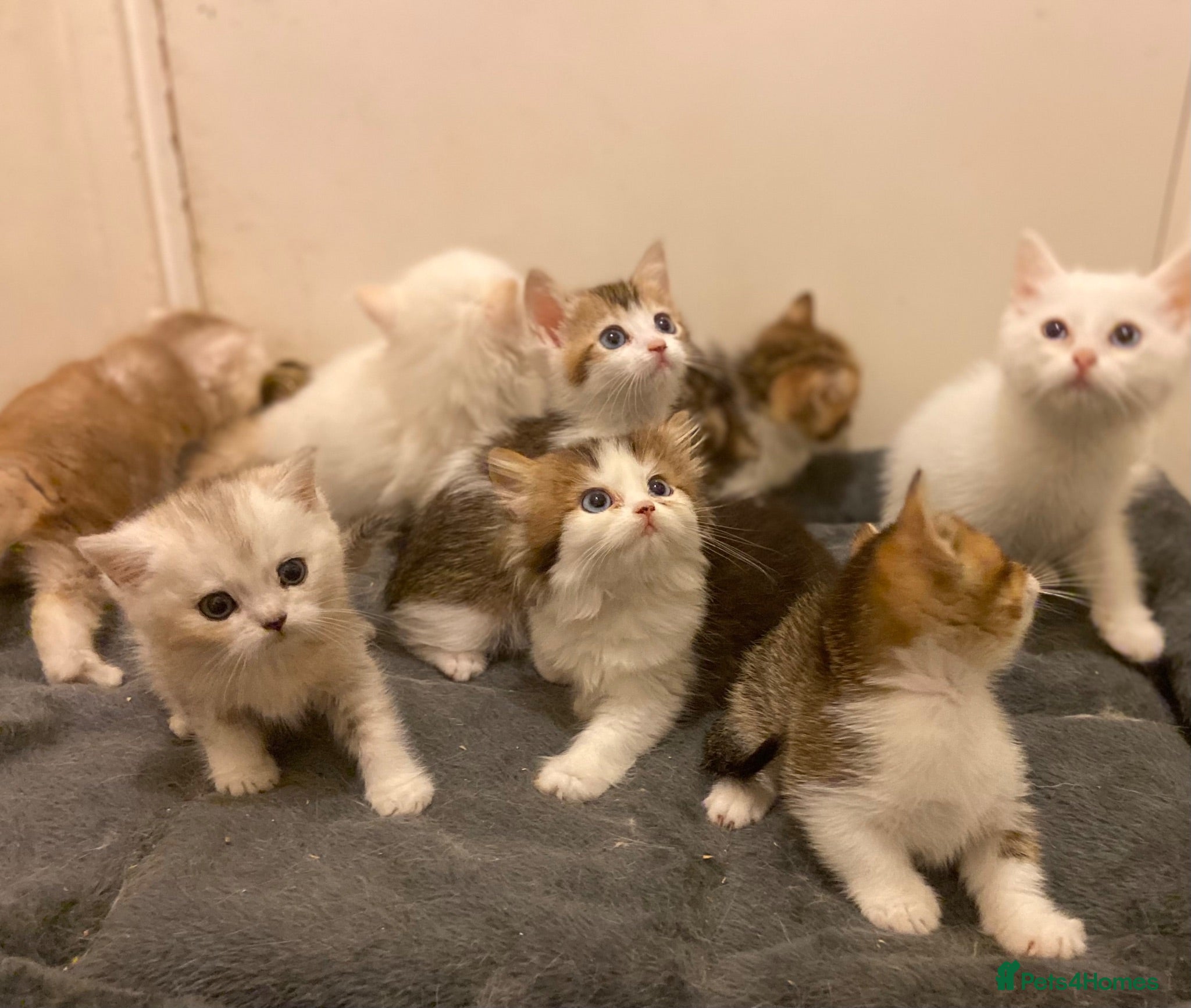 Munchkin cats Full Pedigree Munchkin Kittens - Advert 1