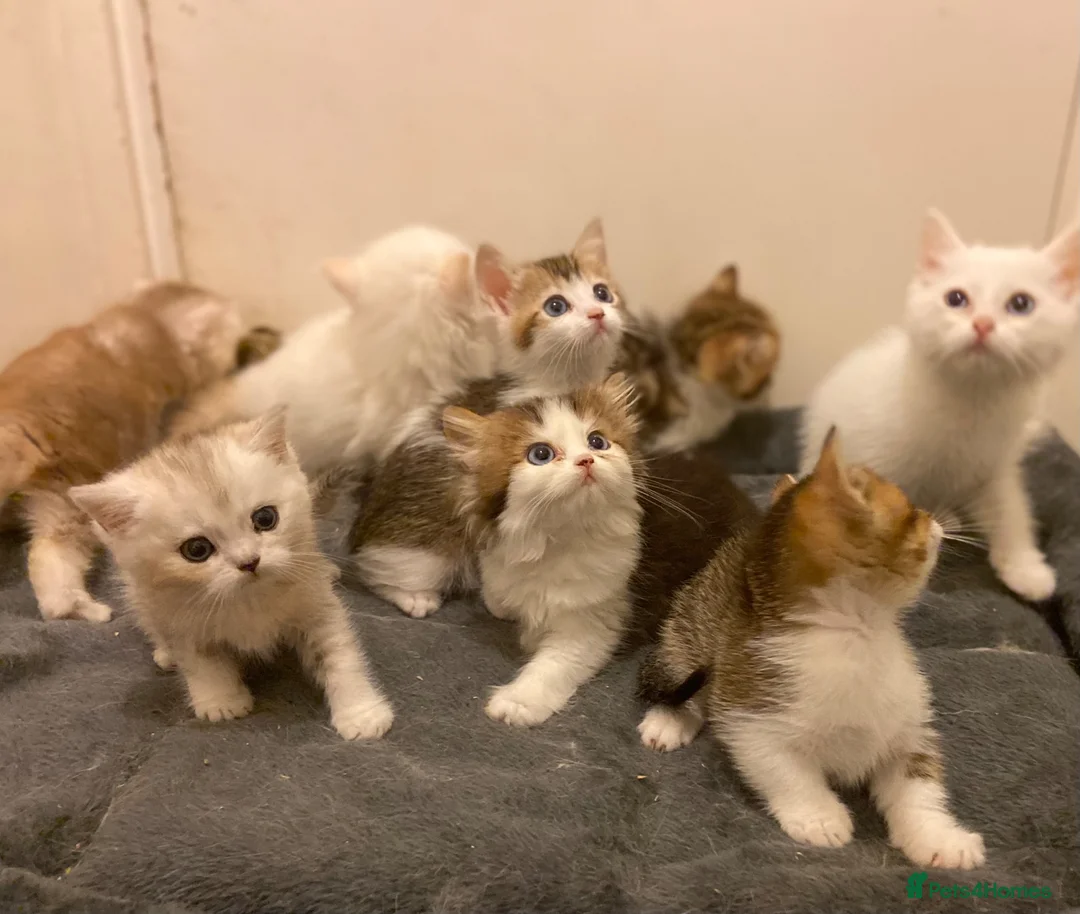 Munchkin cats for sale: Full Pedigree Munchkin Kittens - Advert 1
