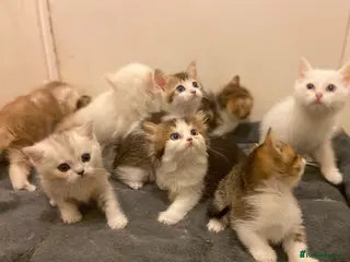 Munchkin cats Full Pedigree Munchkin Kittens - Advert 1