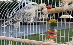 Cockatiels birds for sale: Pair of cockatiels with cage  - Image 6