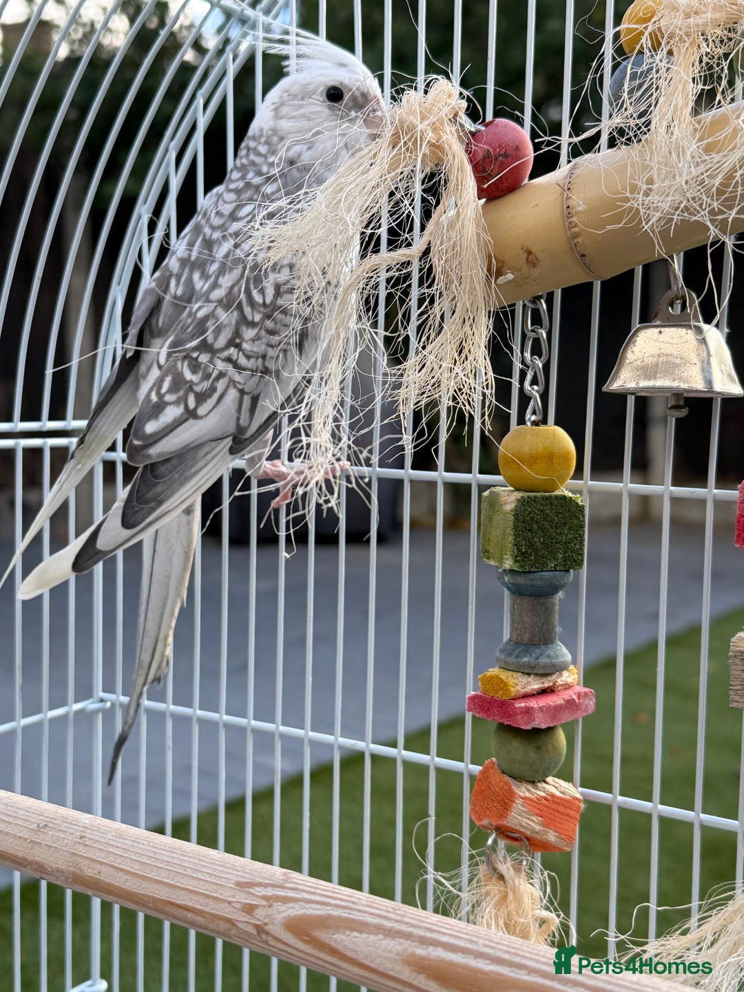 Cockatiels birds for sale: Pair of cockatiels with cage  - Image 6
