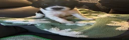 English Springer Spaniel dogs for sale: Beautiful litter 9 English Springer Spaniel pups - Advert 31