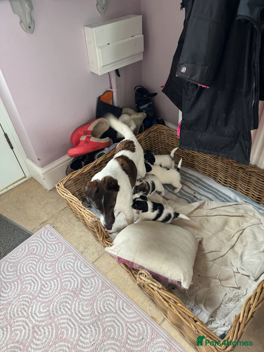 Fox Terrier dogs for sale: Stunning fox terrier puppies  - Advert 8