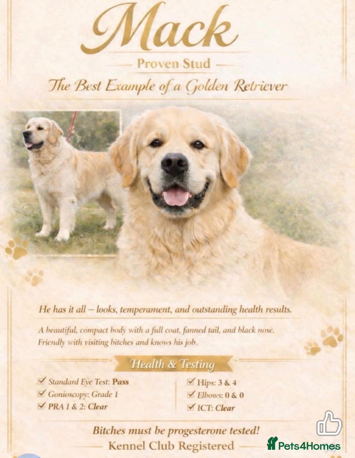 Golden Retriever dogs Kc registered Fully health tested parents  - Advert 1