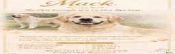 Golden Retriever dogs for sale: Kc registered Fully health tested parents  - Advert 1
