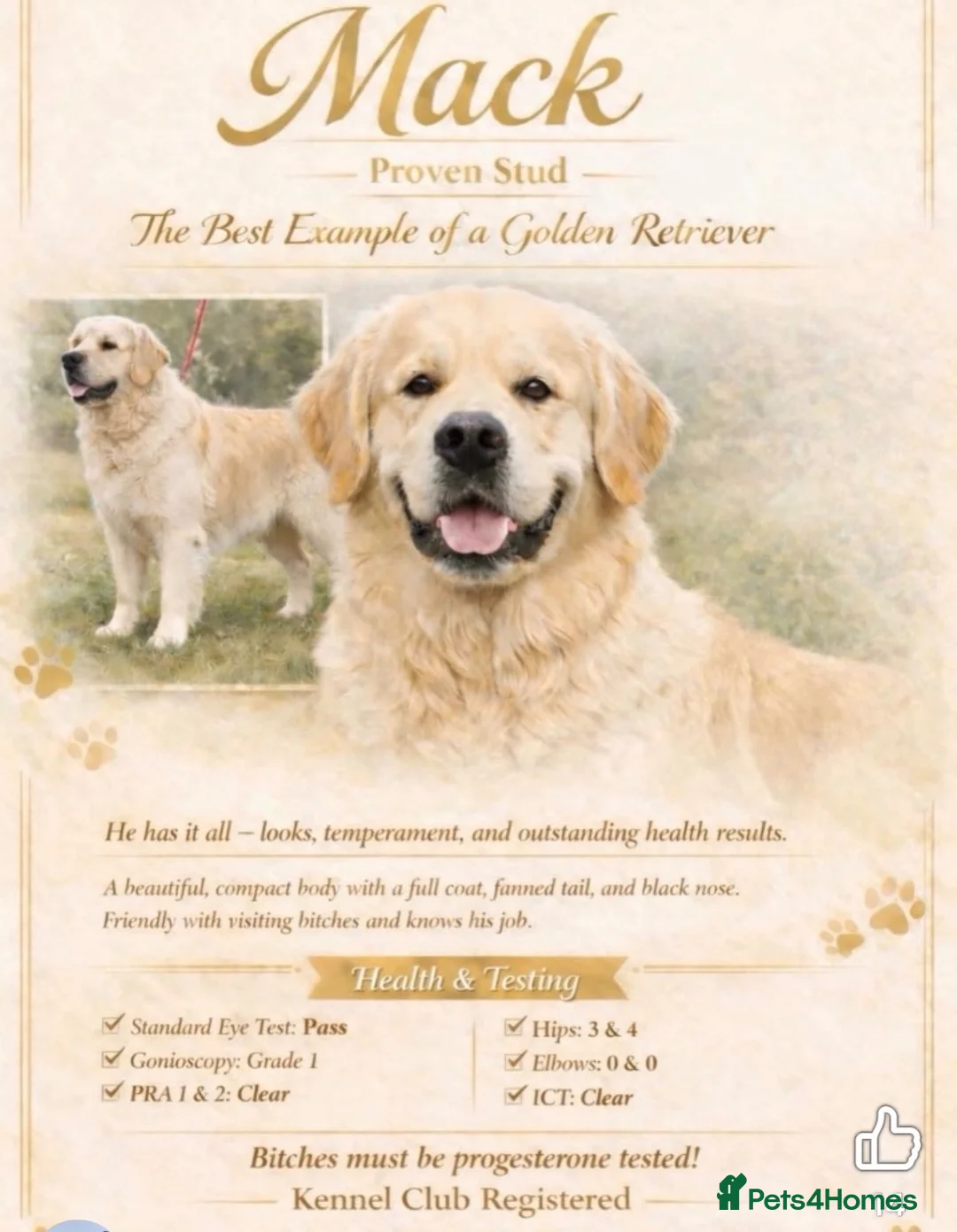 Golden Retriever dogs for sale: Kc registered Fully health tested parents  - Advert 1