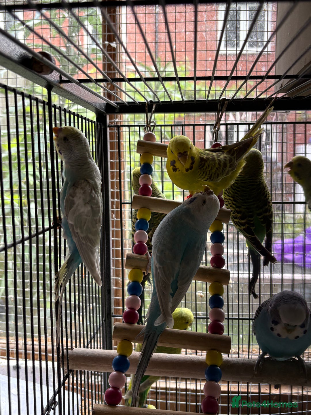 Budgerigars birds for sale: Budgies, mixed colours and sexes  - Image 4