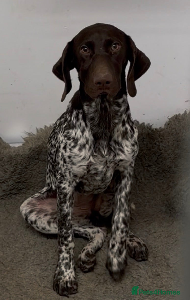 German Shorthaired Pointer dogs for sale: German shorthaired Pointer for sale - Advert 1
