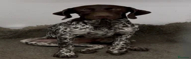 German Shorthaired Pointer 1