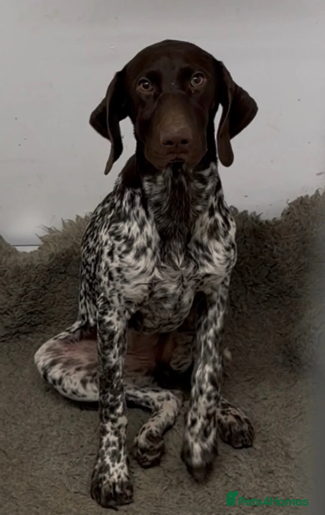German Shorthaired Pointer dogs for sale: German shorthaired Pointer for sale in Staines - Advert 1