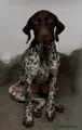 German Shorthaired Pointer 1