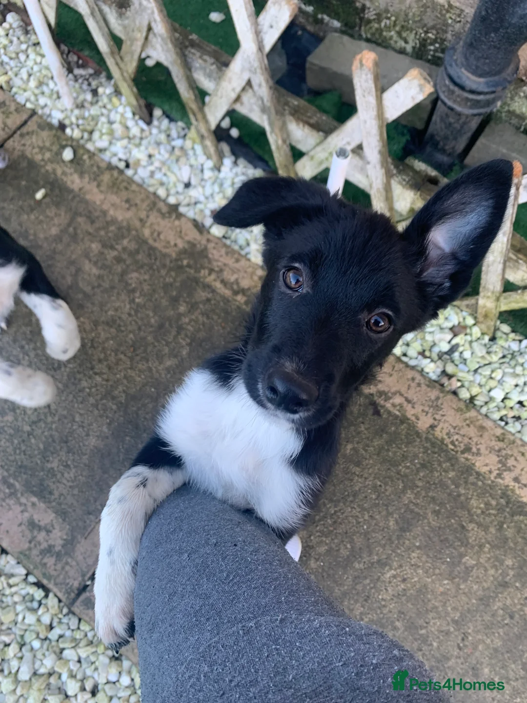 Border Collie dogs for sale: 4 border collie pups - Advert 6