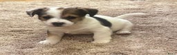 Jack Russell dogs for sale: Gorgeous short-legged Jack Russell Puppies! - Advert 9