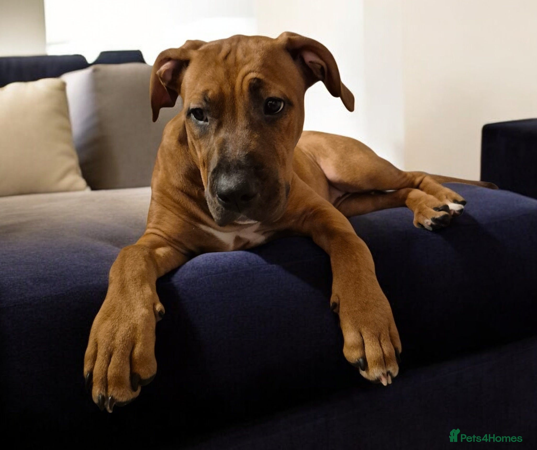 Mixed Breed dogs Bullmastiff Cross Puppies  - Advert 12