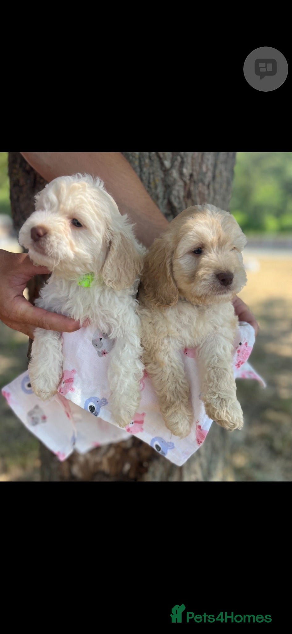 Cockapoo dogs adorable cockapoo puppies - Advert 1