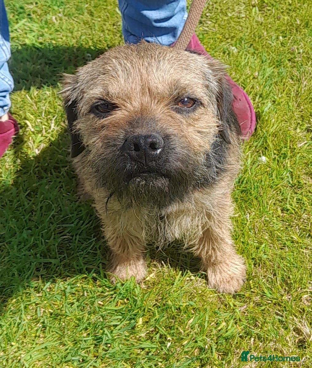 Border Terrier dogs At stud ,oxcroft Galloway  in Lockerbie - Advert 3